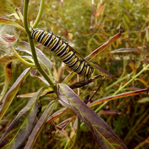 The Milkweeds for Monarchs Garden at Forsyth School