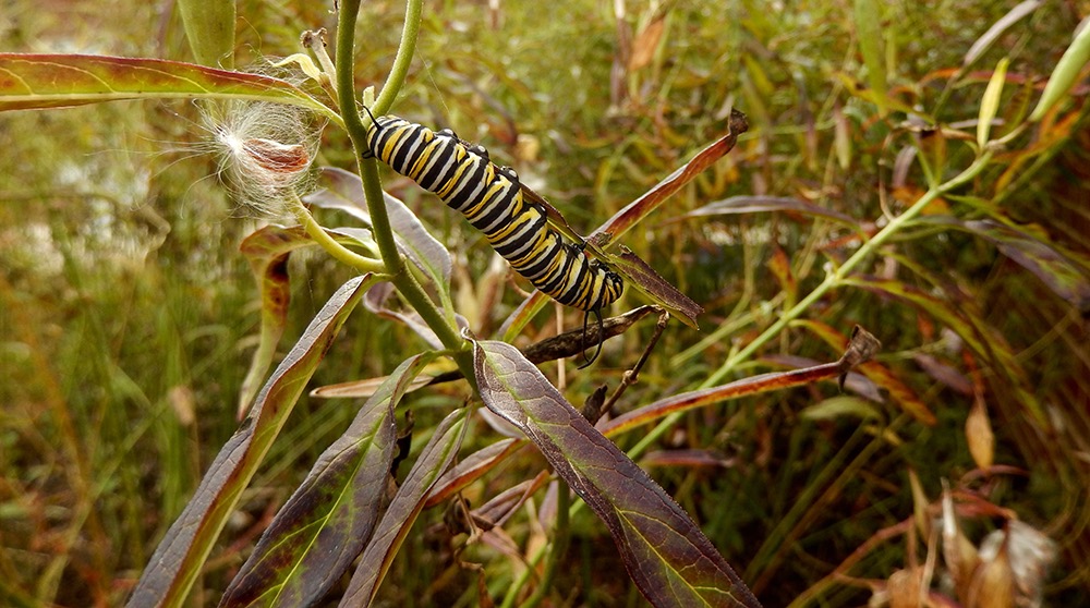 The Milkweeds for Monarchs Garden at Forsyth School