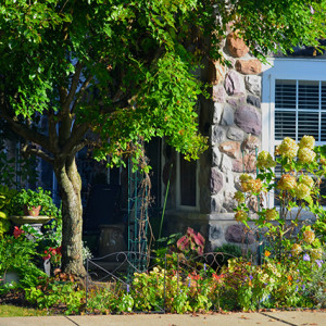 Never Give Up! Garden border with flowering shrub.