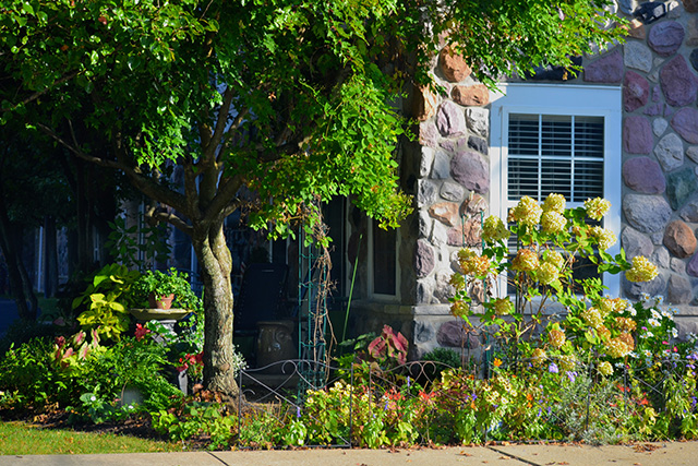 Never Give Up! Garden border with flowering shrub.