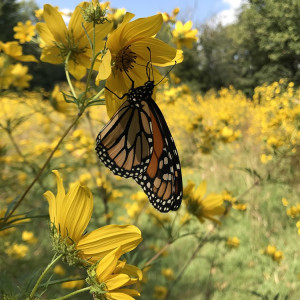 A monarch butterfly at A Tower Grove Butterfly Garden