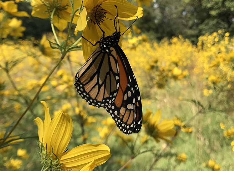 A monarch butterfly at A Tower Grove Butterfly Garden