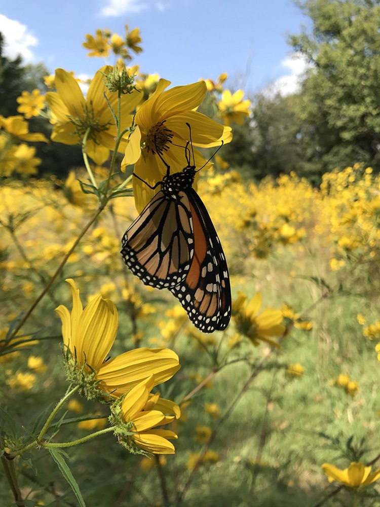 A monarch butterfly at A Tower Grove Butterfly Garden