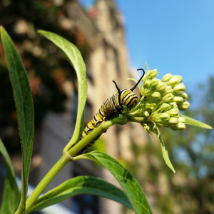 Monarch caterpillar outside St. Louis City Hall