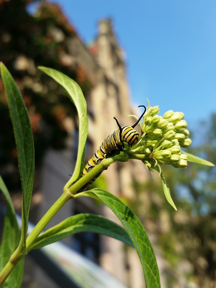 Monarch caterpillar outside St. Louis City Hall