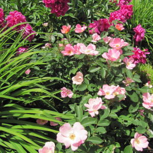 A pairing of pink flowers.in Dance of the Gardens