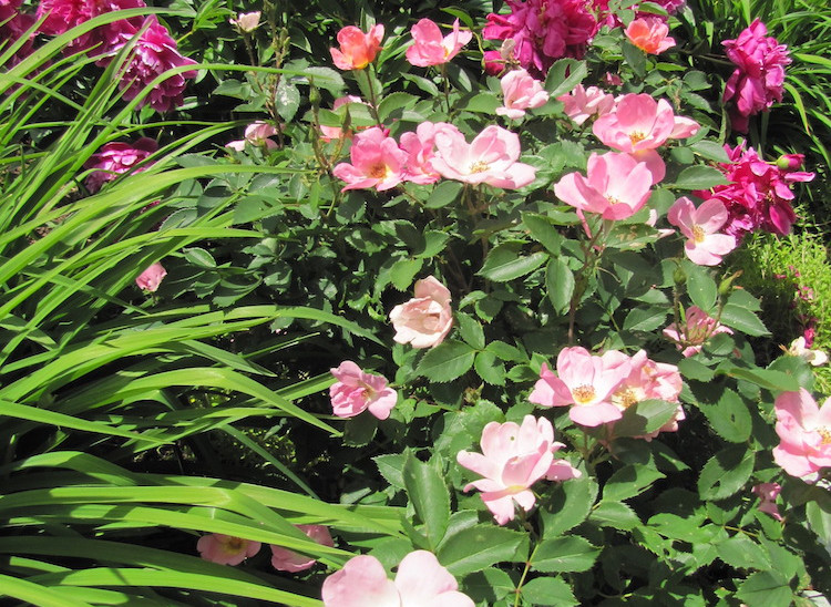 A pairing of pink flowers.in Dance of the Gardens