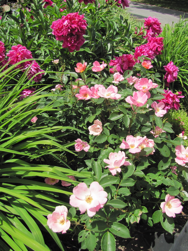 A pairing of pink flowers.in Dance of the Gardens