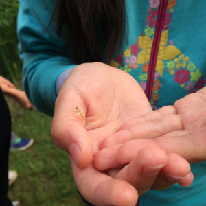 Campbell Elementary School’s Outdoor Classroom