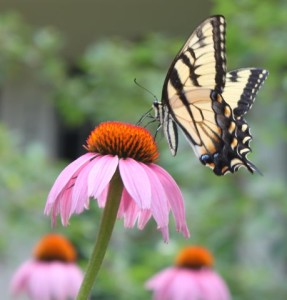 Bowie became the 95th Certified Community Wildlife Habitat in the United States through the National Wildlife Federation's Garden for Wildlife program. Photo by Bernadette Banville.