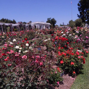 Camellias at the Huntington Botanical Gardens