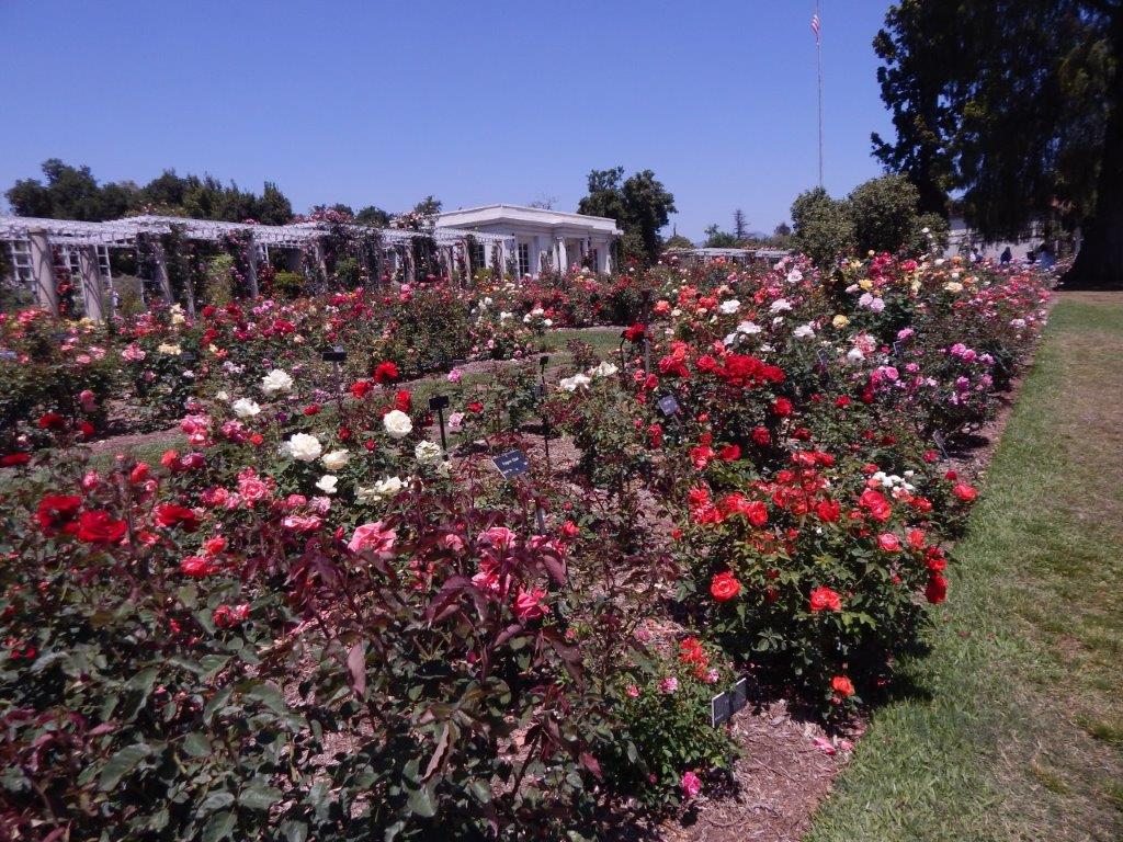 Camellias at the Huntington Botanical Gardens