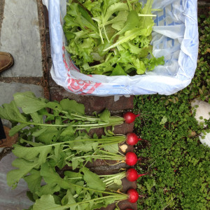 The pallet garden includes removable top cage to protect the plants from animals.