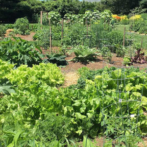 Vegetable garden at the Bridge gardens photographed by Jeff Heatley.