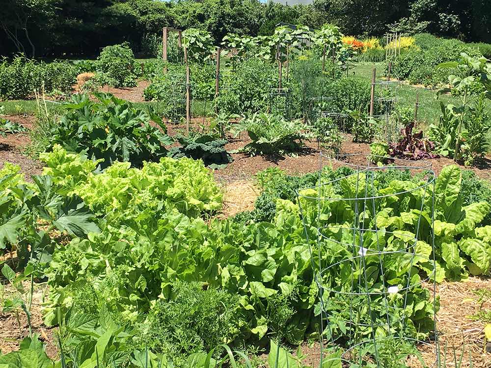 Vegetable garden at the Bridge gardens photographed by Jeff Heatley.