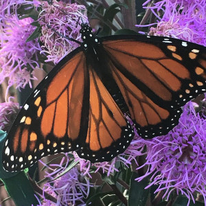 A monarch butterfly