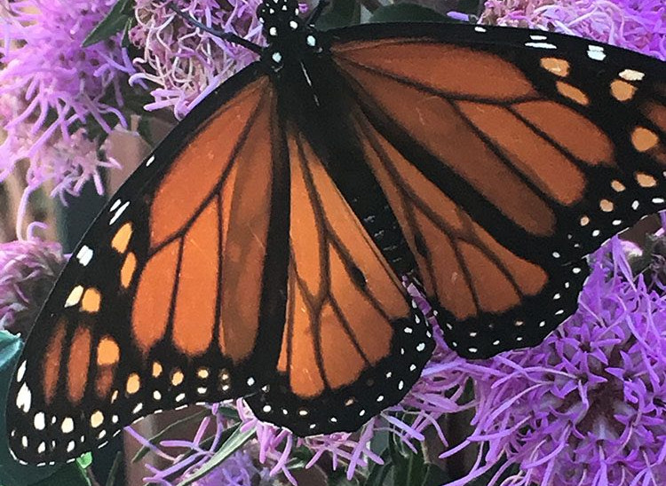 A monarch butterfly