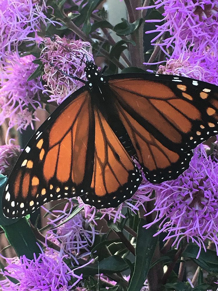 A monarch butterfly