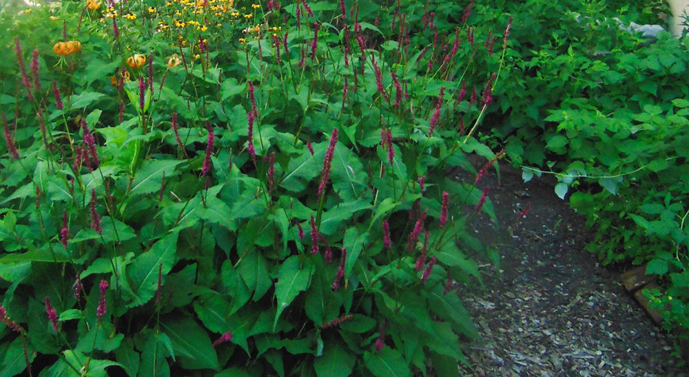 2007 photo of lush garden flowers at the Fitzwater 2000 Community Garden