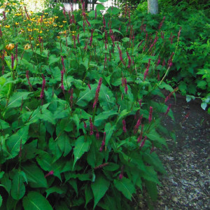 2007 photo of lush garden flowers at the Fitzwater 2000 Community Garden