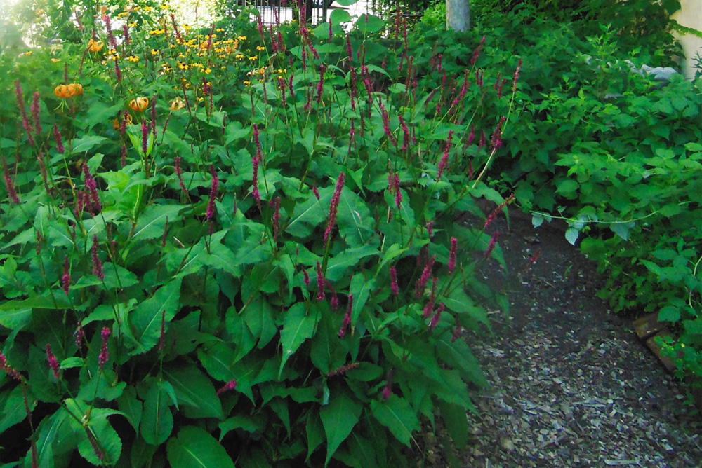 2007 photo of lush garden flowers at the Fitzwater 2000 Community Garden