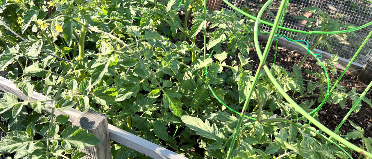 Tomatoes for the Neighborhood