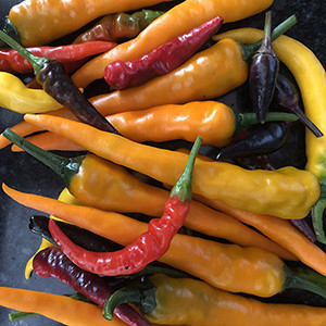 Garden Work to the Rescue. Colorful peppers from vegetable garden.