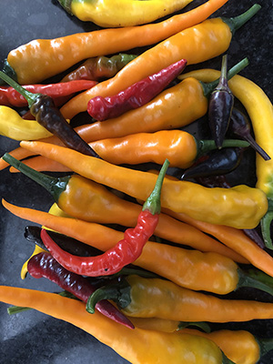 Garden Work to the Rescue. Colorful peppers from vegetable garden.