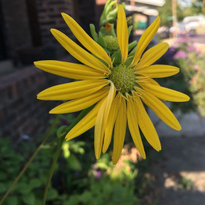 My Monarch Garden Story