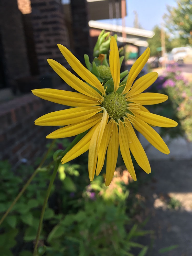 My Monarch Garden Story