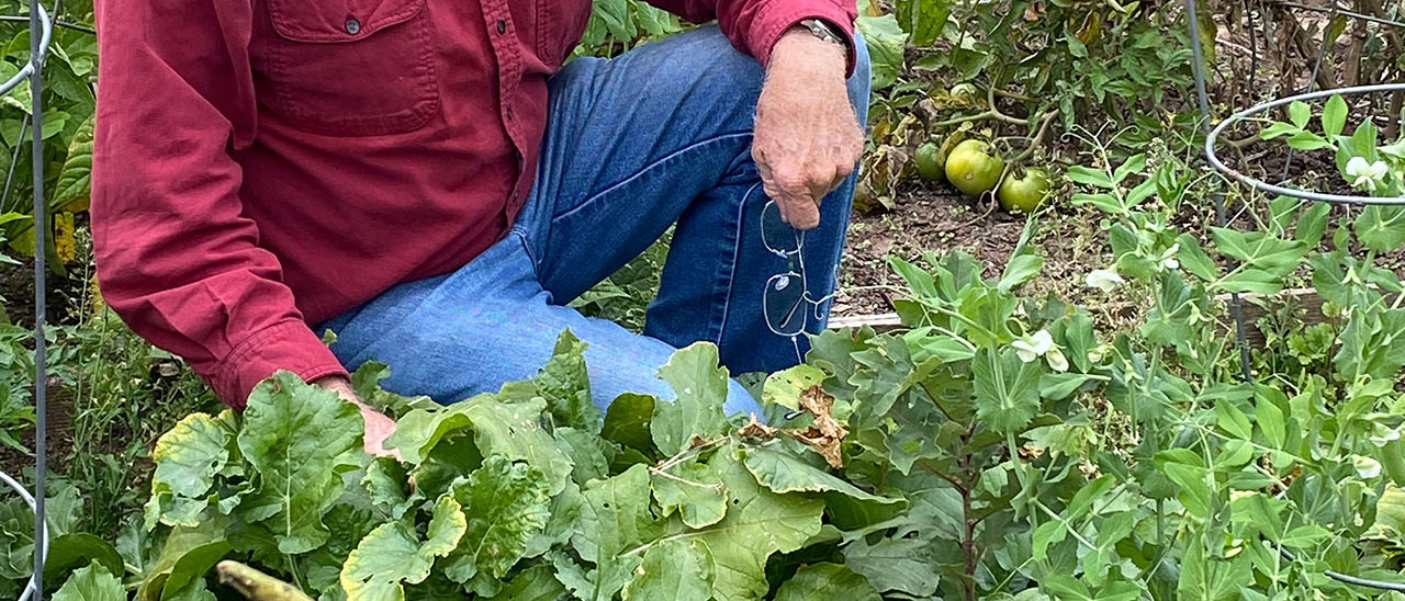 Cultivation: A Family Tradition. A photo of my grandfather in his garden (2020)