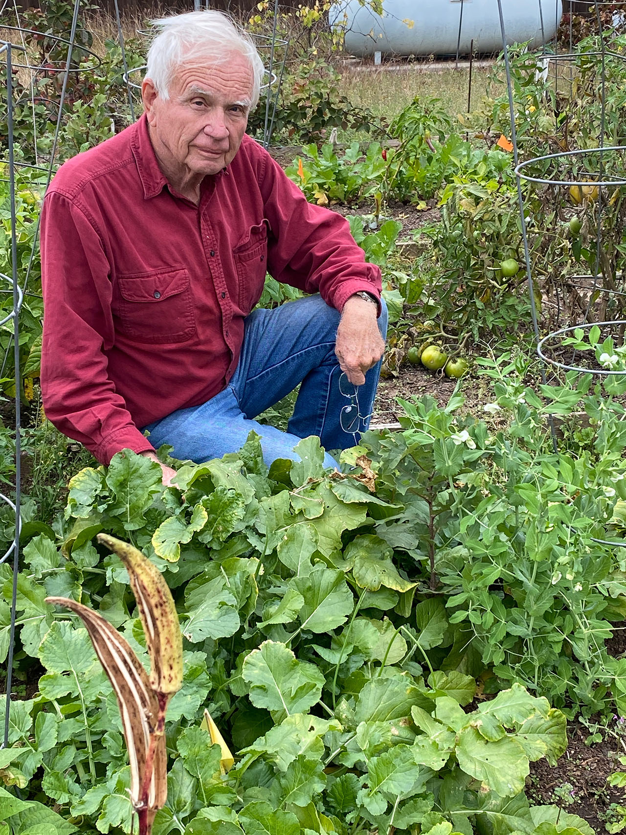 Cultivation: A Family Tradition. A photo of my grandfather in his garden (2020)