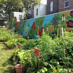 2015 photo of raised beds with vegetables and the mural at the Brewerytown Garden Story