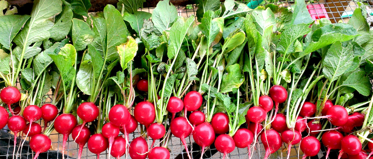 Freshly-harvested radishes from the Well Fed Community Garden in Raleigh, North Carolina.