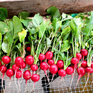 Freshly-harvested radishes from the Well Fed Community Garden in Raleigh, North Carolina.