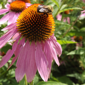 Planting a Pollinator Garden in the Greenbelt/Treebelt/Verge