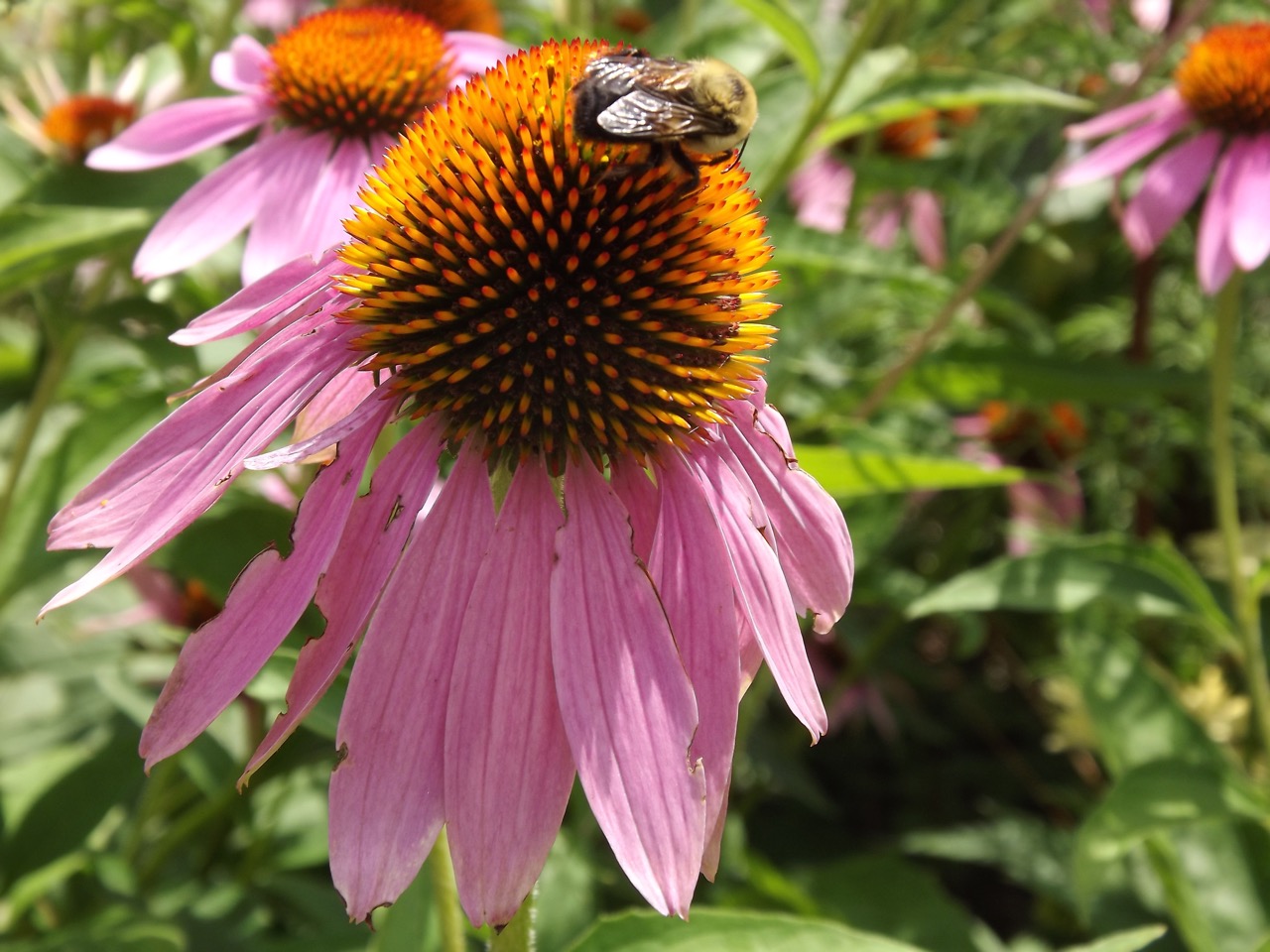 Planting a Pollinator Garden in the Greenbelt/Treebelt/Verge