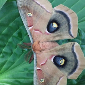 A polyphemus moth visits in Shirley's garden