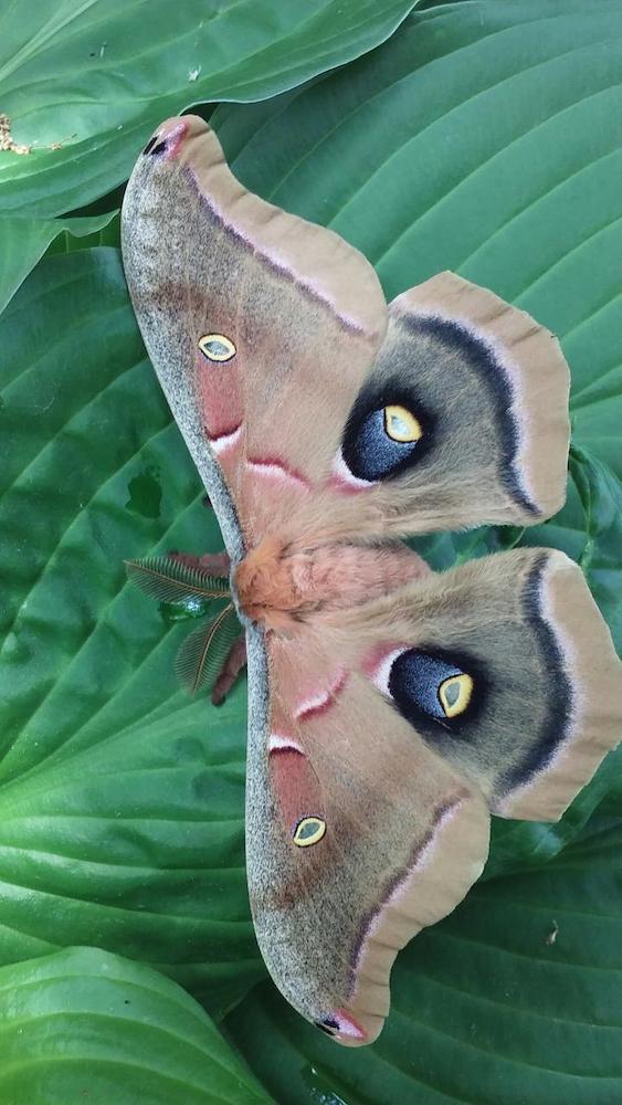 A polyphemus moth visits in Shirley's garden