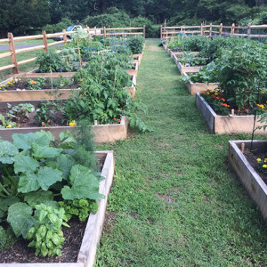 2022 photo of the raised beds at Glen Foerd Community Garden