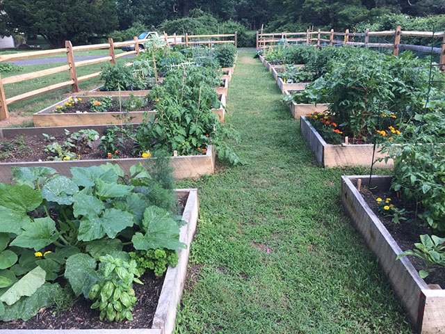 2022 photo of the raised beds at Glen Foerd Community Garden