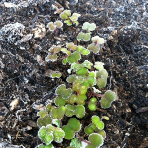 Vegetables growing in raised beds in the author's Pendleton, Oregon garden.