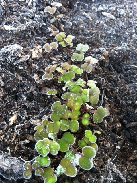 Vegetables growing in raised beds in the author's Pendleton, Oregon garden.