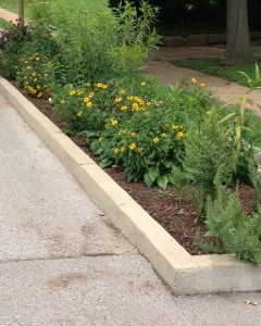 Maple Avenue Monarch Butterfly Garden