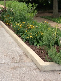 Maple Avenue Monarch Butterfly Garden