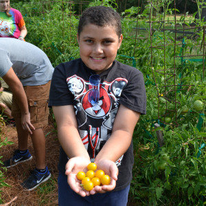 Harvested from the Children's Garden at Hickory Hill House Museum.