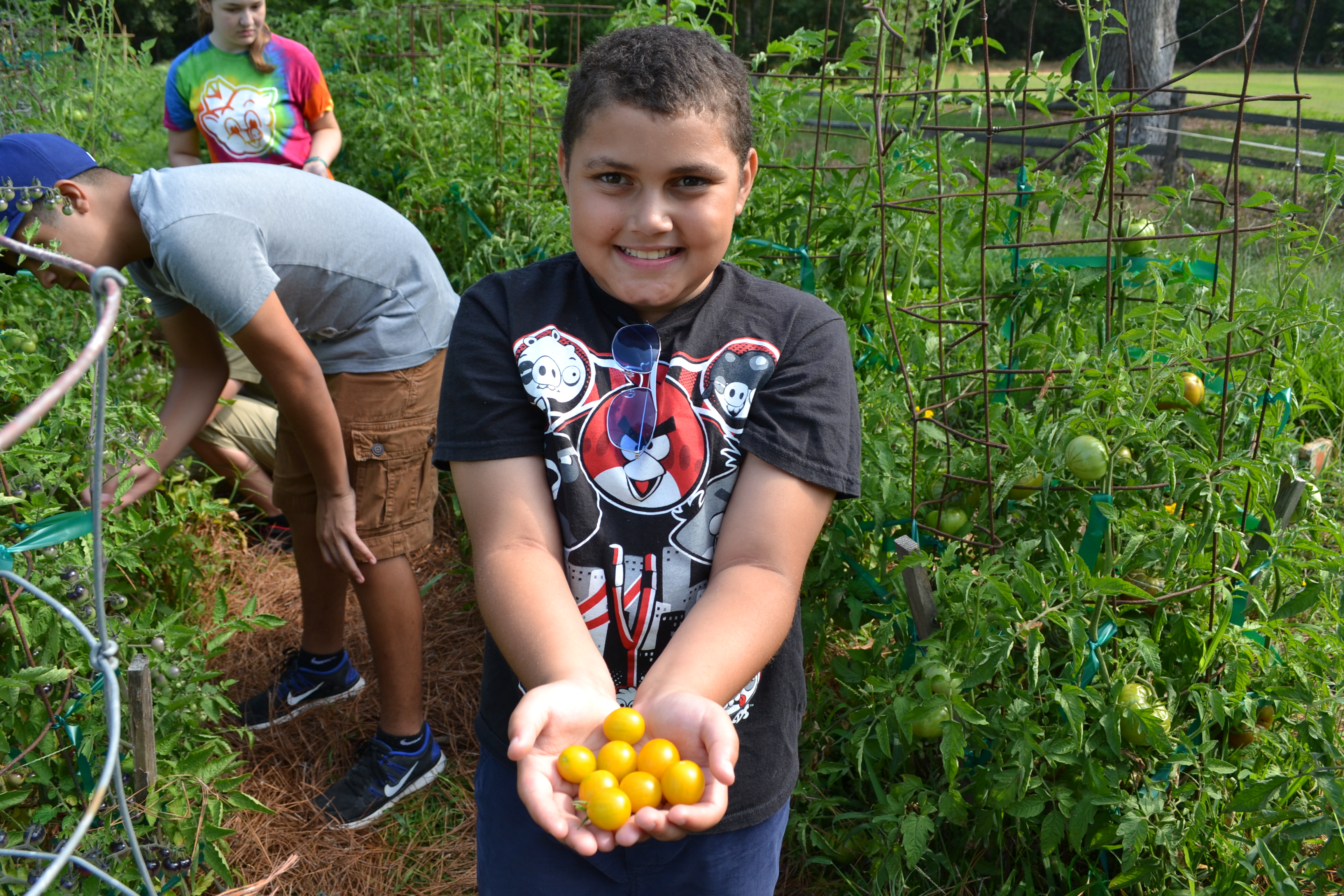 Harvested from the Children's Garden at Hickory Hill House Museum.