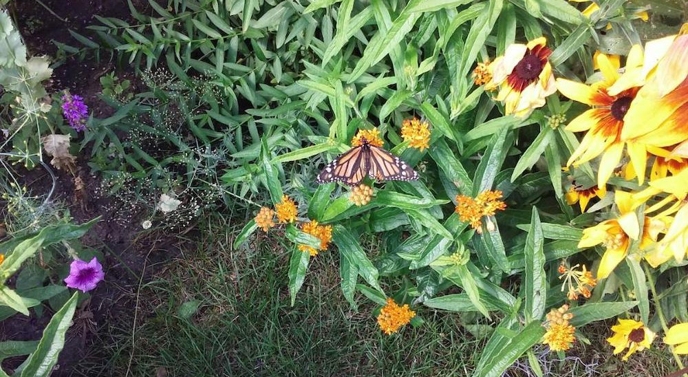 Monarch butterfly on Shirley's flowers.