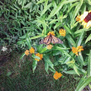 Monarch butterfly on Shirley's flowers.