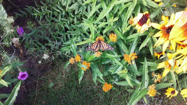 Monarch butterfly on Shirley's flowers.